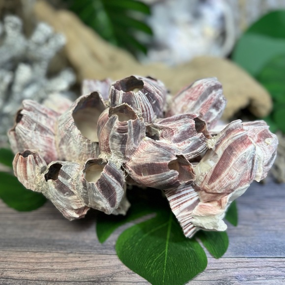 VTG  NATURAL Barnacles Cluster BEACH OCEAN AQUARIUM COASTAL SHELL NAUTICAL DECOR - Picture 8 of 17